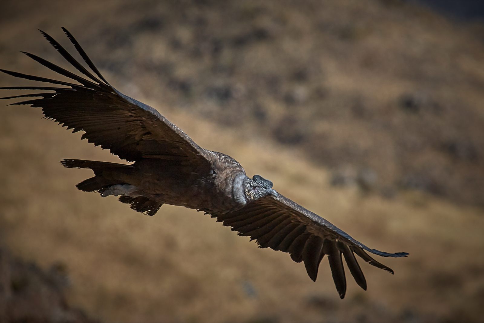 Cóndor andino volando sobre la cordillera