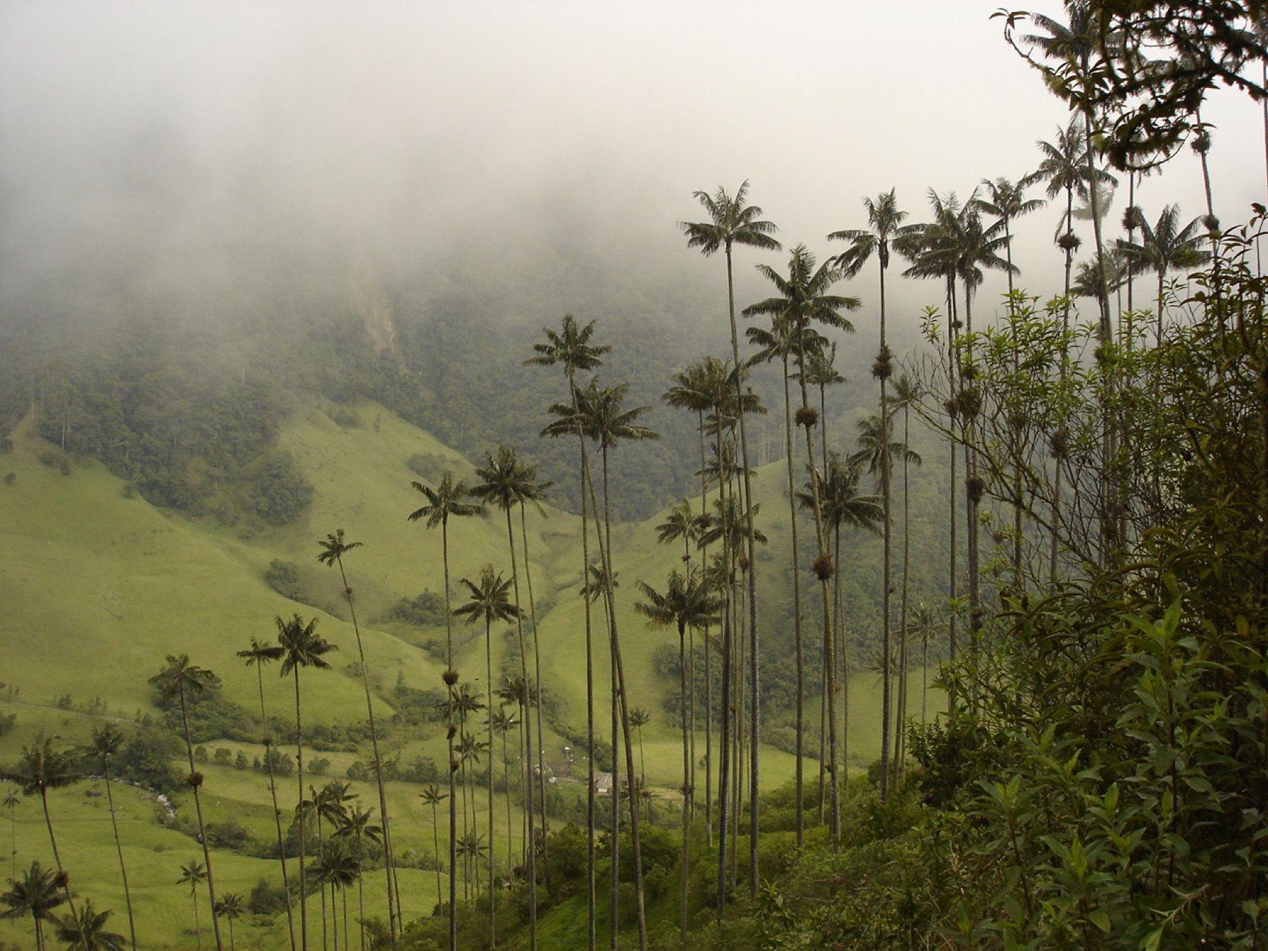 Palmas de cera creciendo en el Valle de Cocora